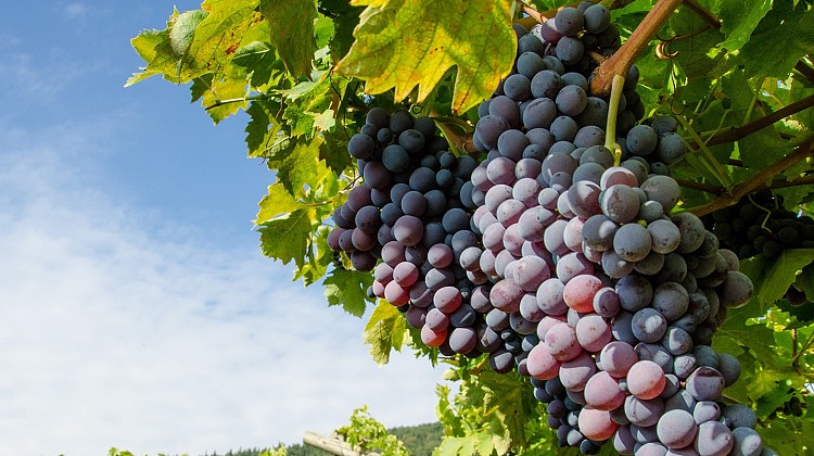 Strade del vino del Lago di Garda
